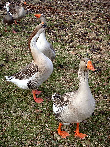 oies canards perigord